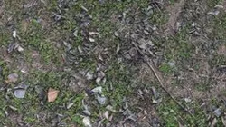 deciduous lawn