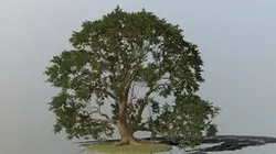 Oak Tree