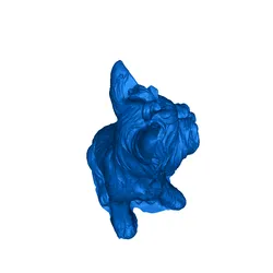 yorkie