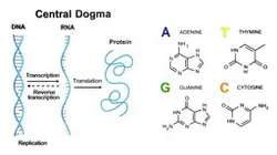 Central Dogma