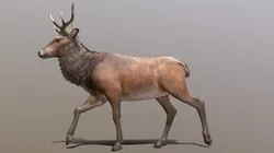 Deer walk-cycle Animated