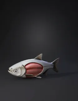 cross sectional fish model showing internal anatomy and musculature in