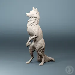 Curious Fox