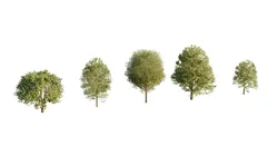 Free Tree pack Free low-poly 3D model