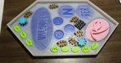 Plant Cell Puzzle