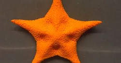 Starfish model