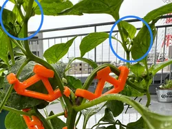 90deg_Plant Trainer for Low Stress Training (LST)