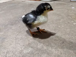 Chick leg band