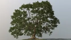 Oak Tree