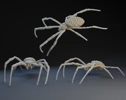 Spider : Orb Weaver