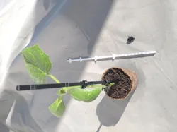 Support your seedlings
