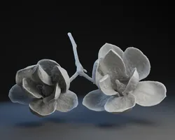 Water Lillys and Stem