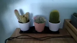 Ikea Cactus Holder (3 Pack)