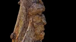 Face tree, Mauritius island