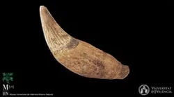 Fossil bear canine (Ursus sp.)