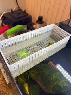 Aquarium Critter Isolation Box