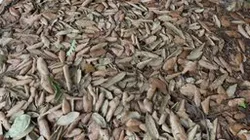 Dry Leaves Ground Scan