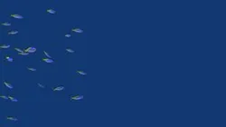 Fusiliers Schooling Fish