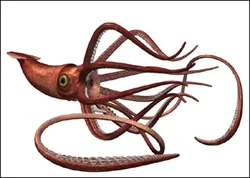 Giant Squid