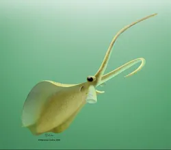 Nectocaris