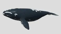 Baleia-franca-austral
