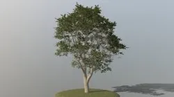 Beech Tree