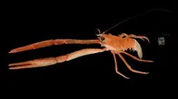 CC0 オオコシオリエビ 🦞 ♂ Gasha Squat Lobster
