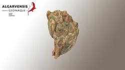 FOSSIL-GEOPK-ALB