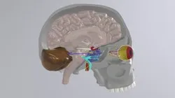 Nerves of the Eye