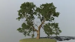 Oak Tree