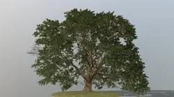 Oak Tree
