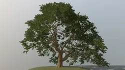 Oak Tree
