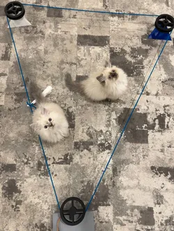 Pulley-Driven Toy Chaser: A Remote-Controlled Play Experience for Pets