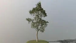 Beech Tree