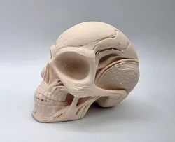 Human-Alien Hybrid Skull