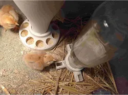 Food and water for the chicks. Cibo e acqua per i pulcini