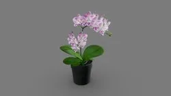 Phalaenopsis04