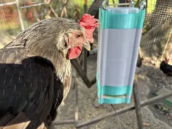 Smart Chicken Feeder