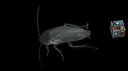 CC0 ウルシゴキブリ Urushi Cockroach, P. japanna