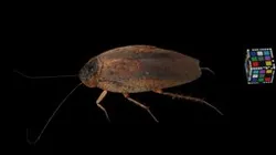 CC0 ヤエヤママダラゴキブリ Yaeyama Cockroach