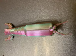 Peacock mantis shrimp - Fangschreckenkrebs