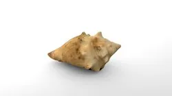 Sea Shell