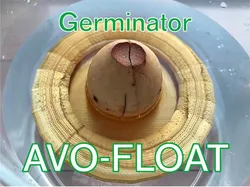 AVO-FLOAT (Avocado seed germinator)