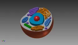 Animal Cell