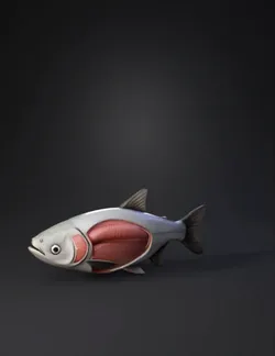 cutaway fish anatomy model showing musculature and organs gray silver