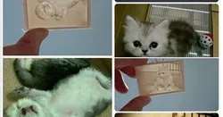 Picture (up light ) - Cats