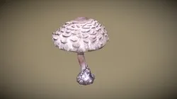 Macrolepiota procera