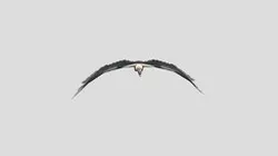 Condor