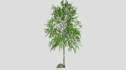 Firewatch Birch