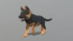 Puppy - Shepherd